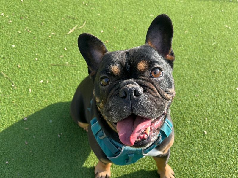 Ozzie FBD - Image 5 of 10