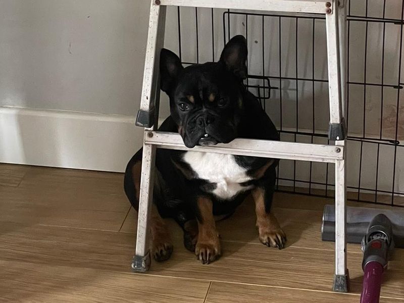 French Bulldog Dogs And Puppies For Adoption