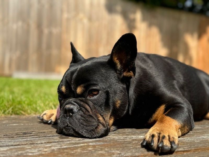 Ozzie FBD - Image 6 of 10