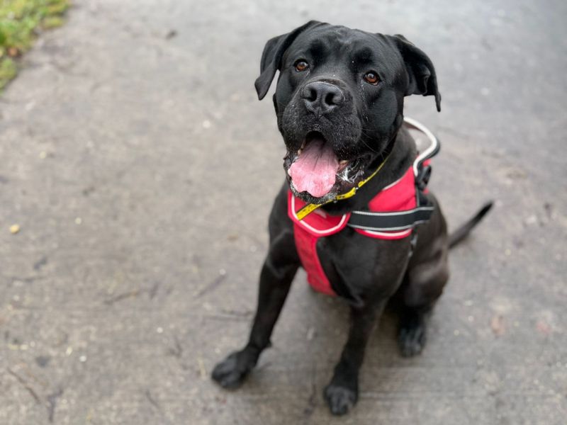 Brian | Italian Corso Dog Cross | Shrewsbury (Shropshire) - 2