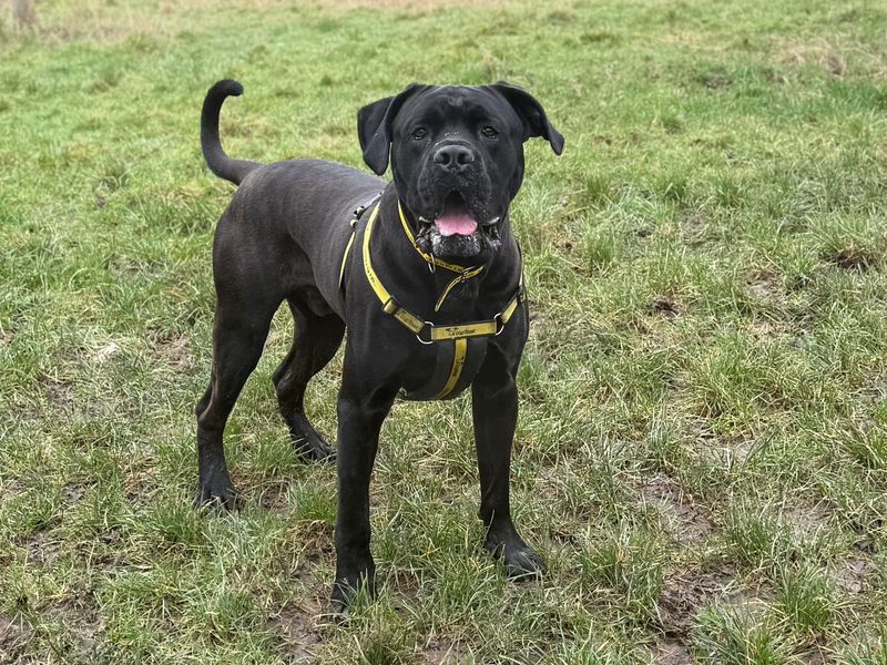 Brian | Italian Corso Dog Cross | Shrewsbury (Shropshire) - 3