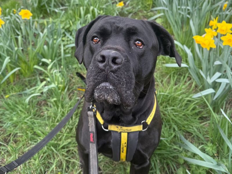 Boxer Dogs And Puppies For Adoption