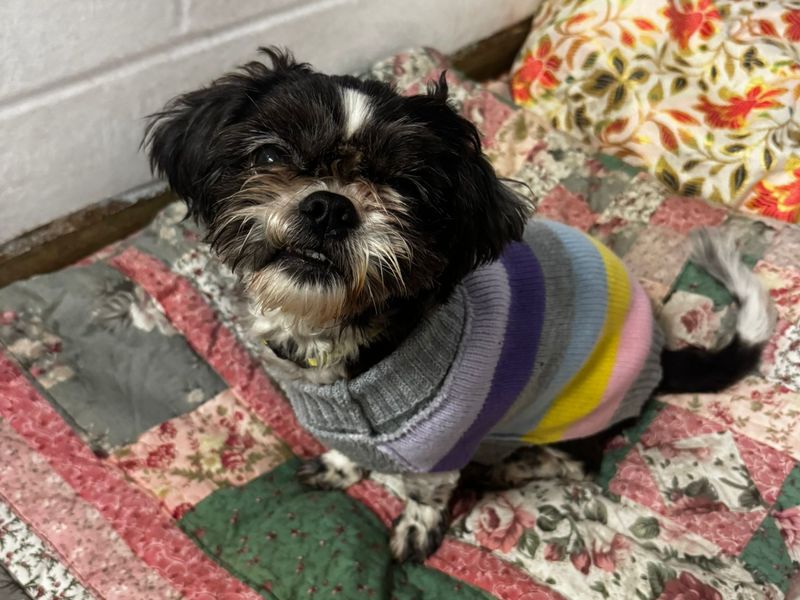 Shih Tzu Dogs And Puppies For Adoption
