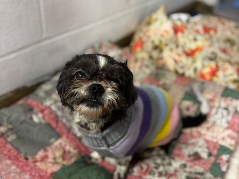 Trixie - Image 3 of 3