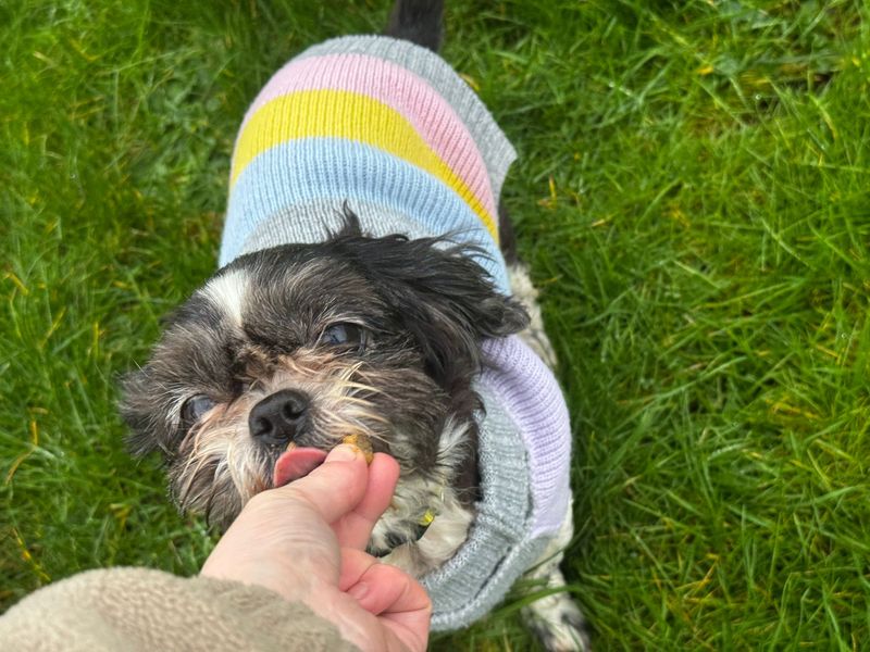 Trixie - Image 2 of 3