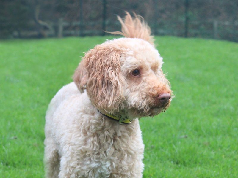 Ernie - Image 2 of 3