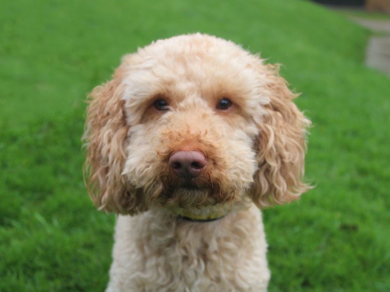 Ernie, a 6 years old male Cocker Spaniel available for adoption from Dogs Trust in Liverpool, Merseyside