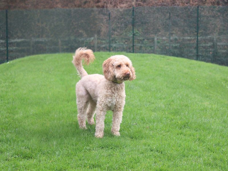 Ernie - Image 3 of 3