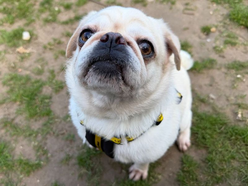 Pebbles The Pug | Pug | Snetterton (Norfolk) - 1