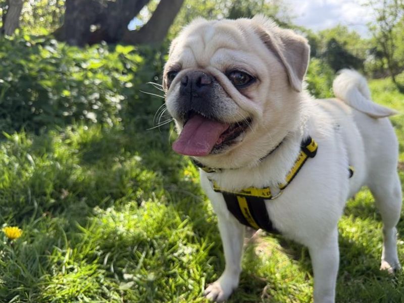 Pebbles The Pug - Image 3 of 6