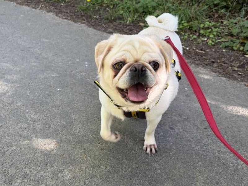 Pebbles The Pug - Image 6 of 6