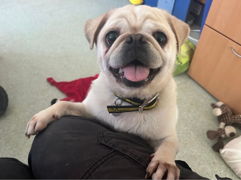 Pebbles The Pug - Image 2 of 6