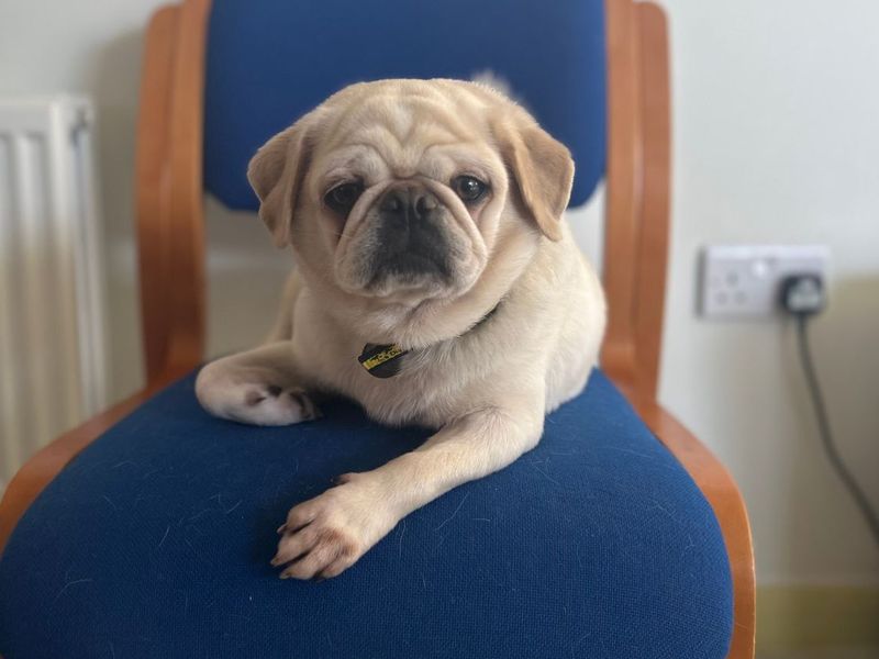 Pebbles The Pug - Image 4 of 6