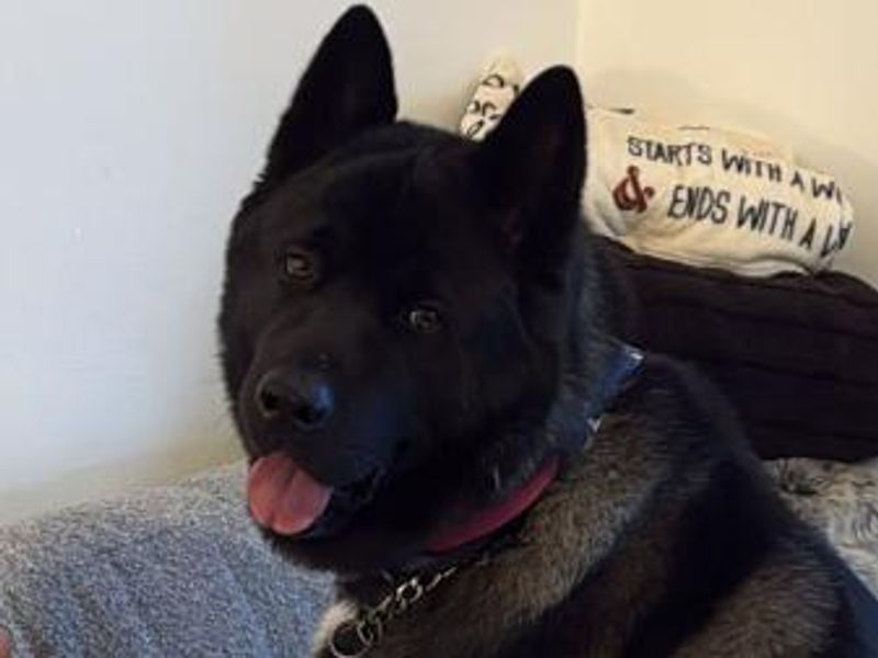 undefined | Akita | undefined - 2