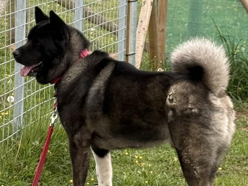undefined | Akita | undefined - 1