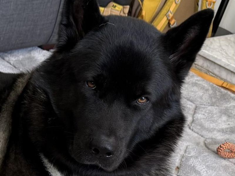 undefined | Akita | undefined - 3