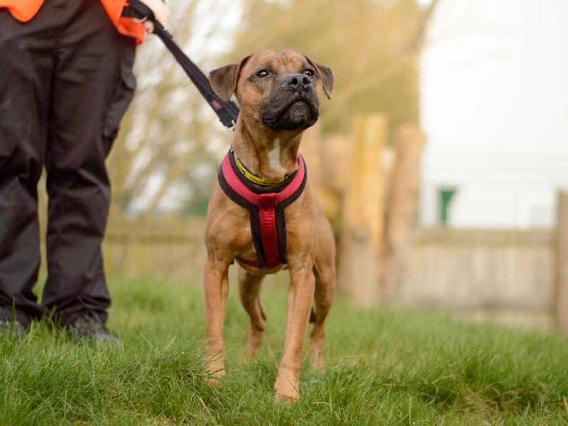 Nugget - Image 4 of 6