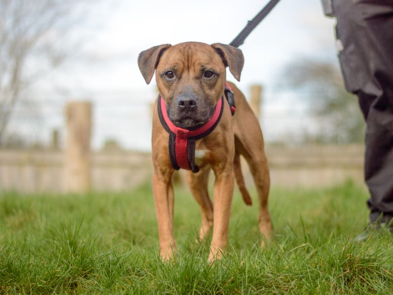 Nugget - Image 5 of 6