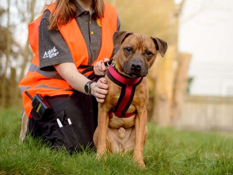 Staffordshire Bull Terrier Dogs And Puppies For Adoption