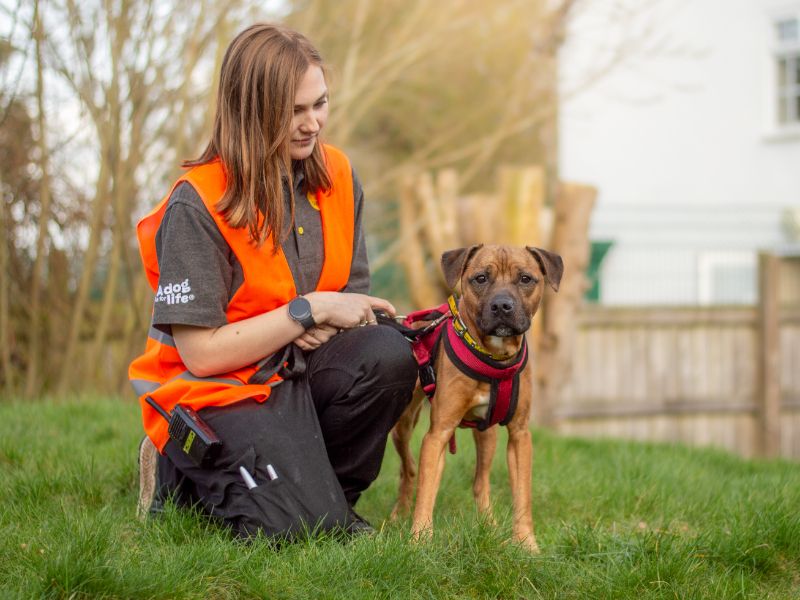 Nugget - Image 6 of 6