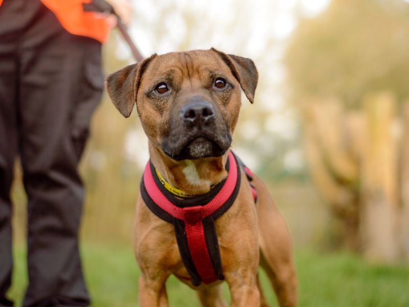 Nugget - Image 2 of 6