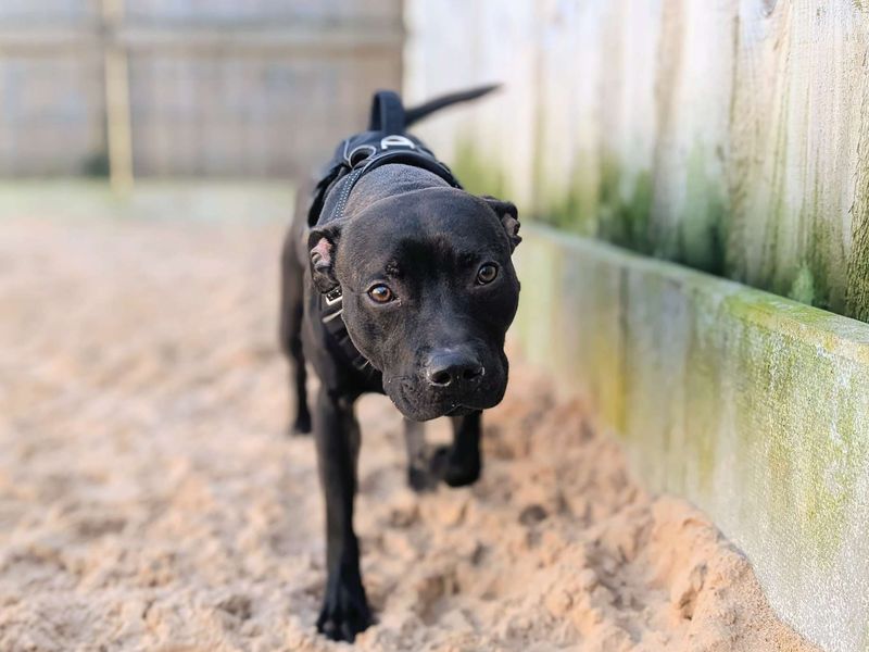 Bruno SBT - Image 2 of 8