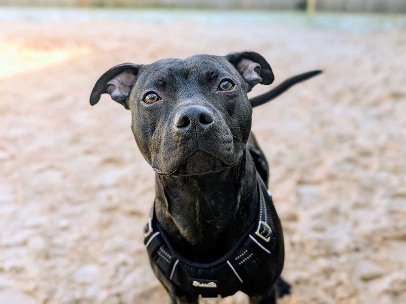 Bruno SBT - Image 5 of 8