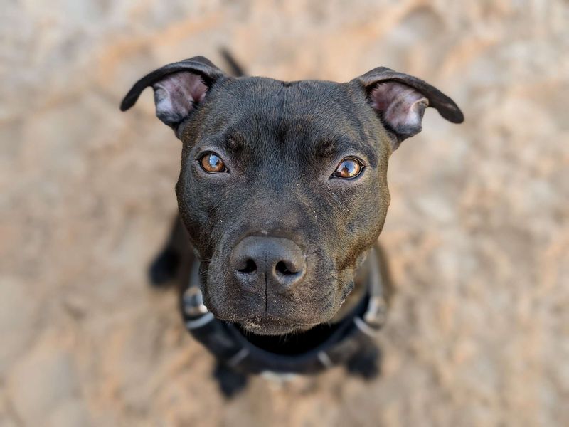 Bruno SBT - Image 4 of 8