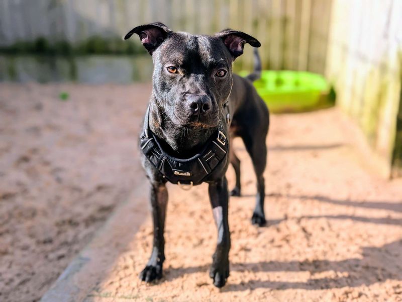 Bruno SBT - Image 3 of 8