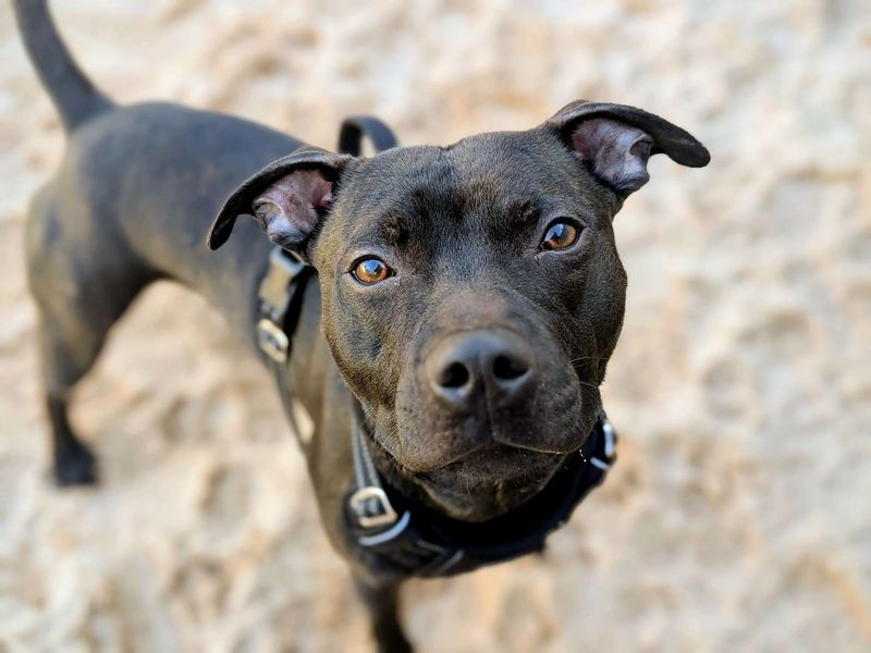 Bruno SBT - Image 8 of 8