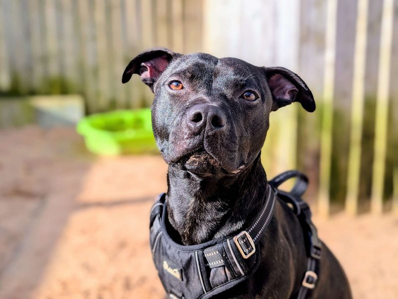Bruno Sbt, a 2 years old male Staffordshire Bull Terrier available for adoption from Dogs Trust in Splott, Wales