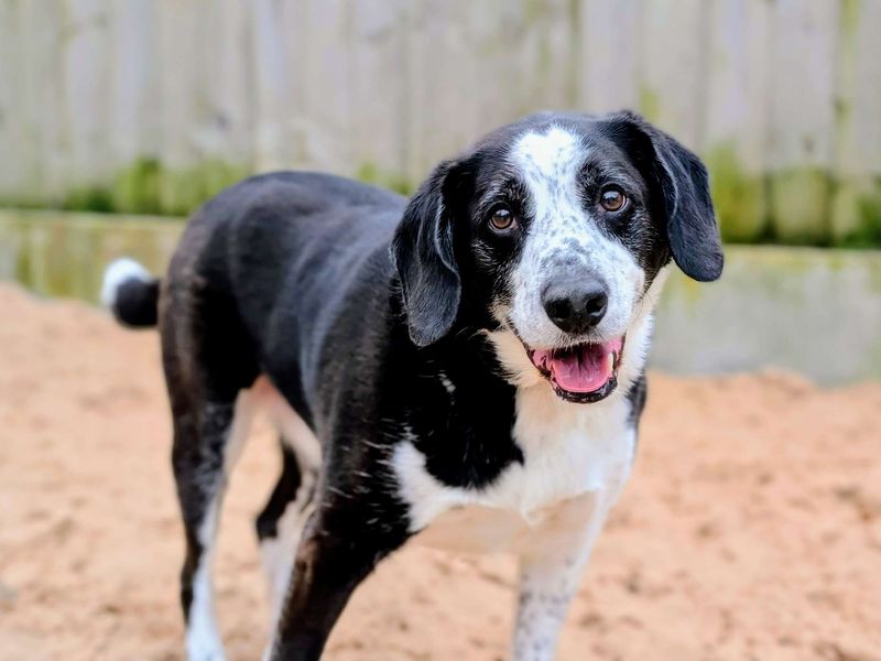 Jackson | Collie (Border) Cross | Cardiff - 5