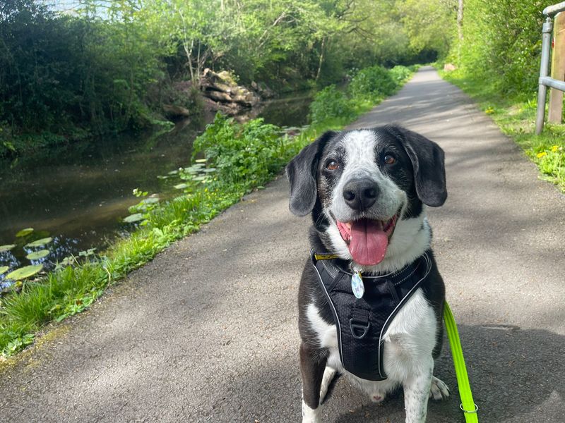 Jackson | Collie (Border) Cross | Cardiff - 3