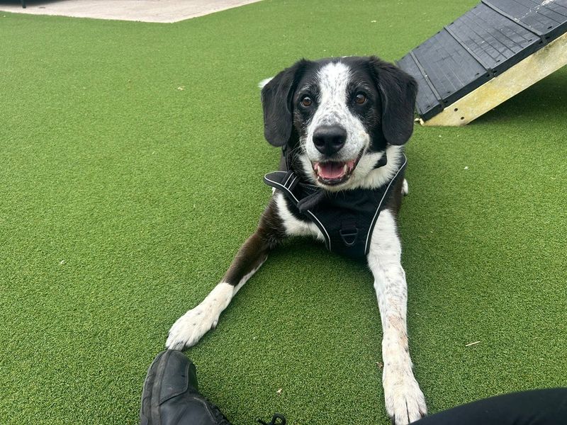 Jackson | Collie (Border) Cross | Cardiff - 2