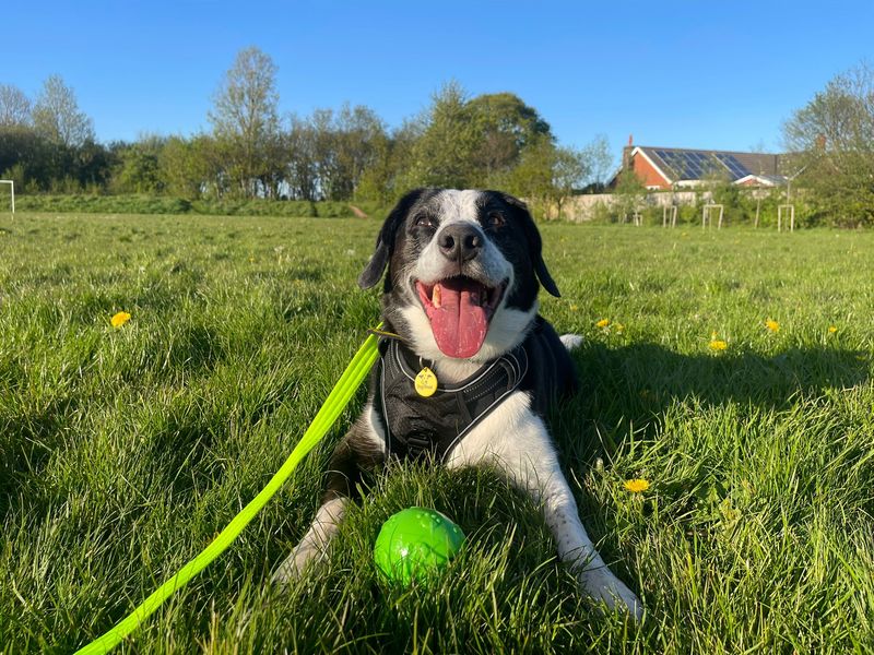 Jackson | Collie (Border) Cross | Cardiff - 7