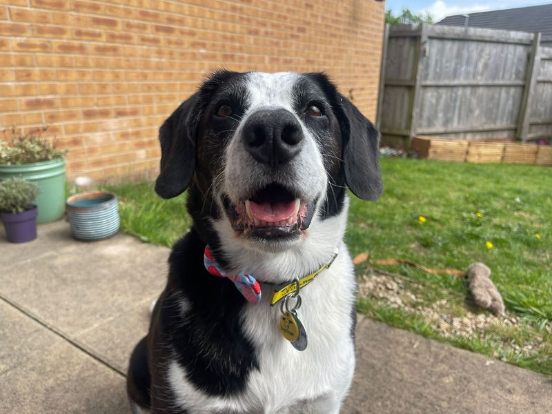 Jackson | Collie (Border) Cross | Cardiff - 12