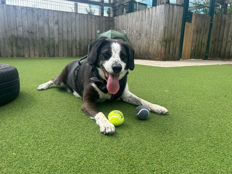 Jackson | Collie (Border) Cross | Cardiff - 8
