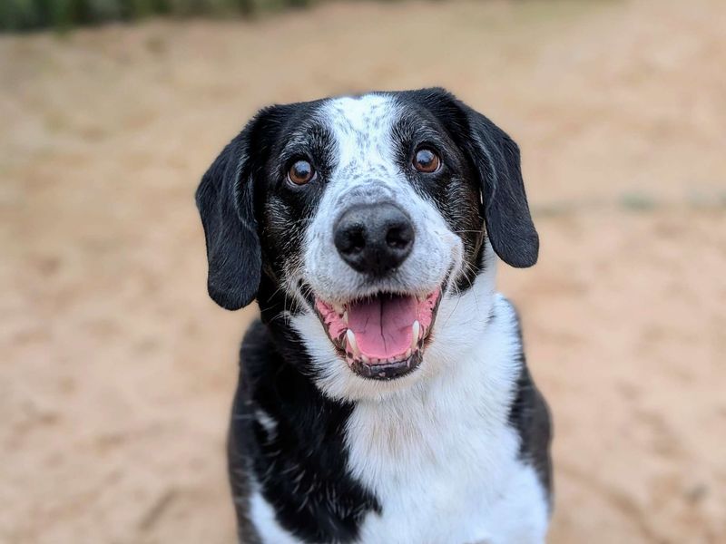 Jackson | Collie (Border) Cross | Cardiff - 1
