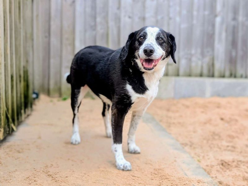 Jackson | Collie (Border) Cross | Cardiff - 9