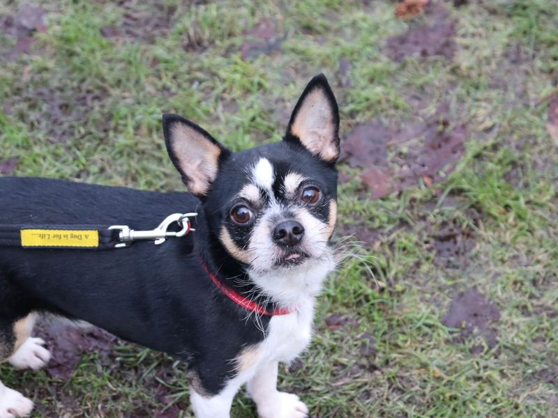 Chihuahua for adoption in Glasgow, Scotland – 5 years old