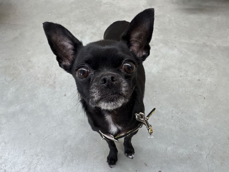 Lara | Chihuahua (Smooth Coat) | Glasgow - 1