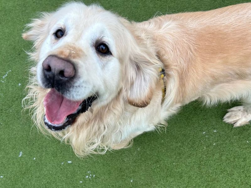 Golden Retriever Dogs And Puppies For Adoption