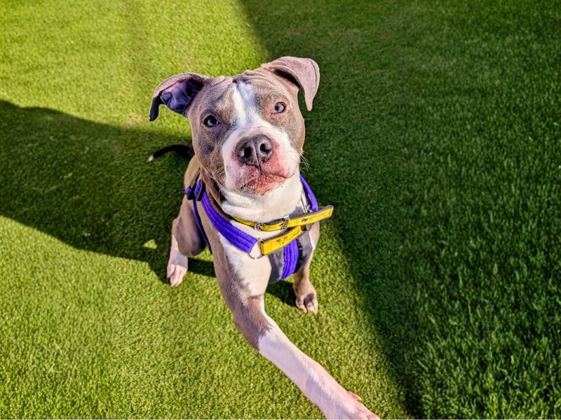 Marley | Terrier (Staffordshire Bull) Cross | Loughborough - 6