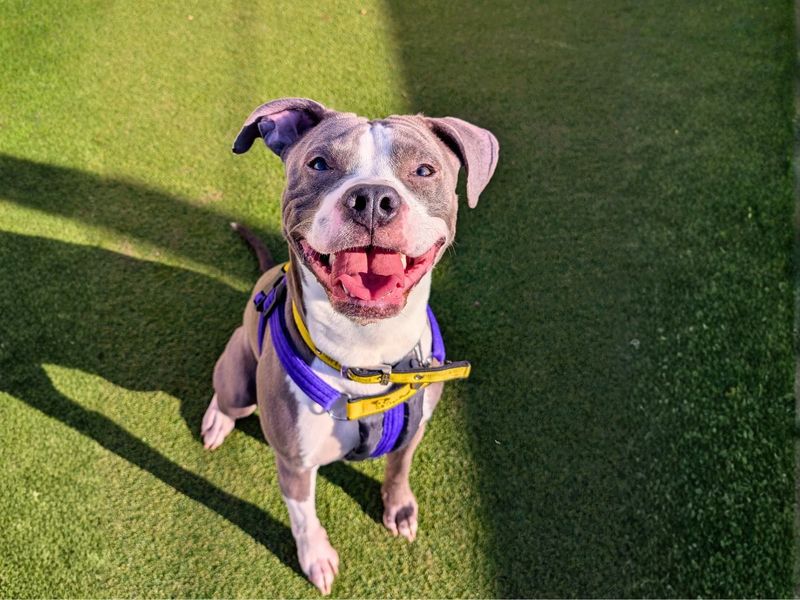 Marley | Terrier (Staffordshire Bull) Cross | Loughborough - 5