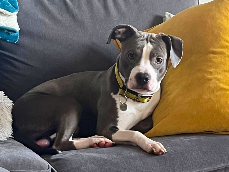 Marley | Terrier (Staffordshire Bull) Cross | Loughborough - 3