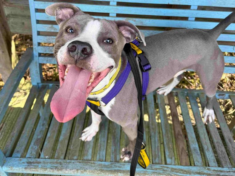 Marley | Terrier (Staffordshire Bull) Cross | Loughborough - 4