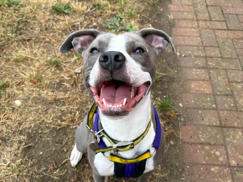Marley | Terrier (Staffordshire Bull) Cross | Loughborough - 2