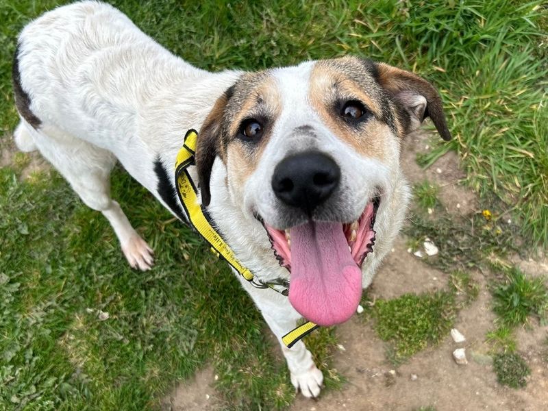 German Shepherd Dogs And Puppies For Adoption