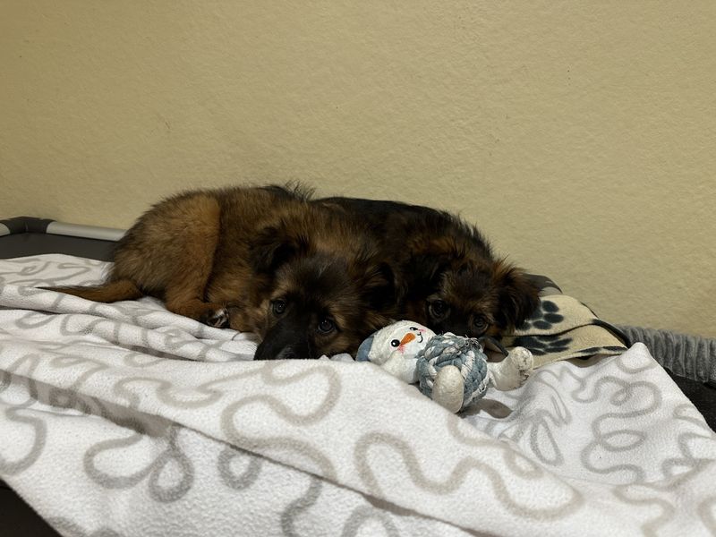 Swift, a Unknown old female Unknown available for adoption from Dogs Trust in Ballymena, Northern Ireland