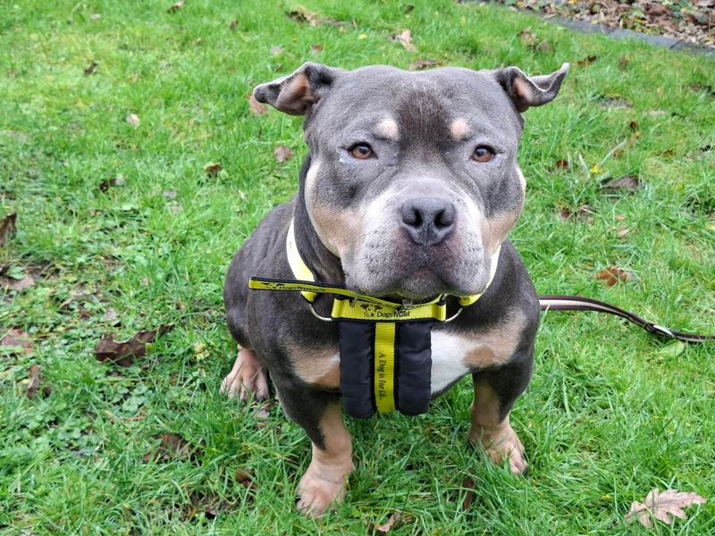 Bruno | American Bully Pocket | Ilfracombe - 1